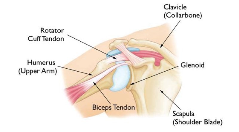 biceps tendor shoulder tear diagram